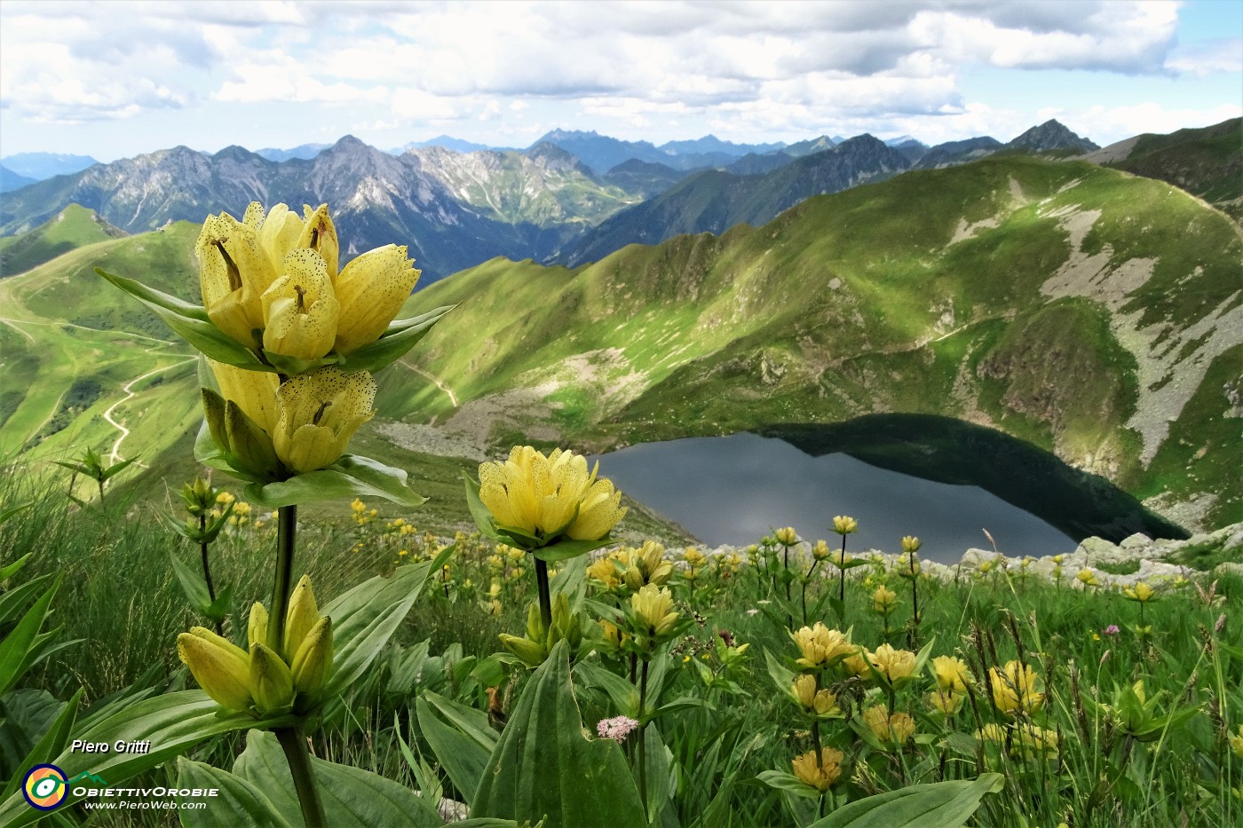 25 Distese di genziana maggiore (Gentiana lutea) sui fianchi del Corno Stella dal Lago Moro .JPG